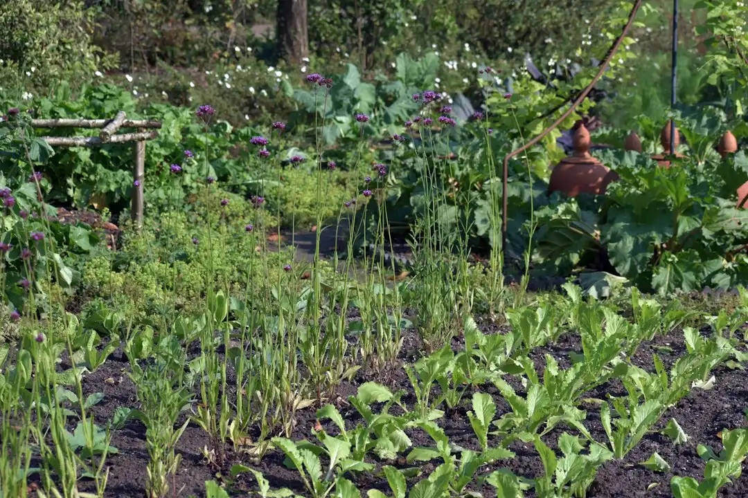 Healthy organic green vegetable garden bed growing fresh lettuce and carrots outdoors in soil